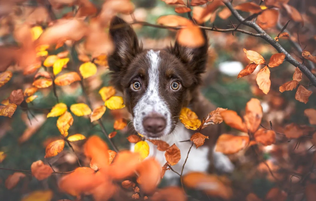 Photo wallpaper autumn, look, leaves, branches, foliage, portrait, dog, yellow