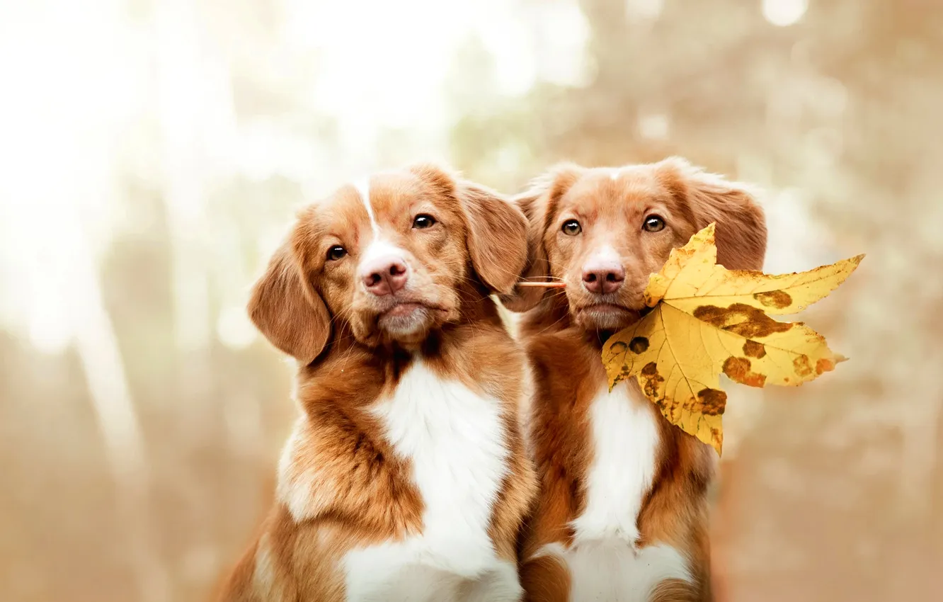 Photo wallpaper look, nature, pose, leaf, dog, face, Duo, bokeh