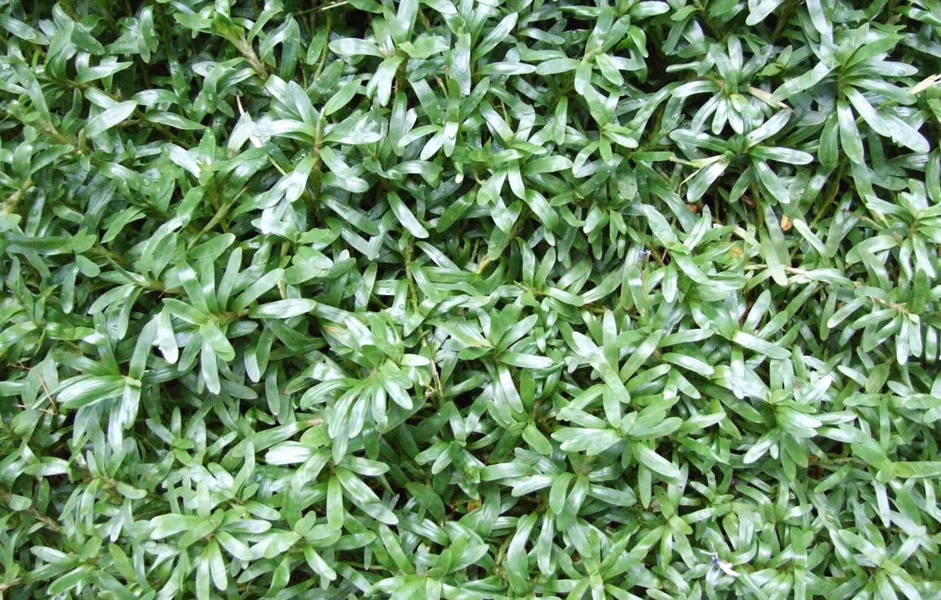 Photo wallpaper green, wallpaper, texture, leaves, plant, Heteranthera zosterifolia
