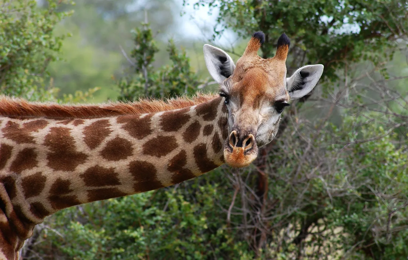 Photo wallpaper look, face, nature, giraffe