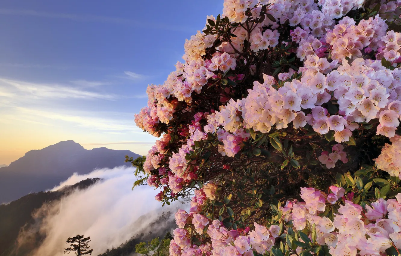 Photo wallpaper flowers, mountains, fog, pink, the bushes, Azalea, rhododendrons