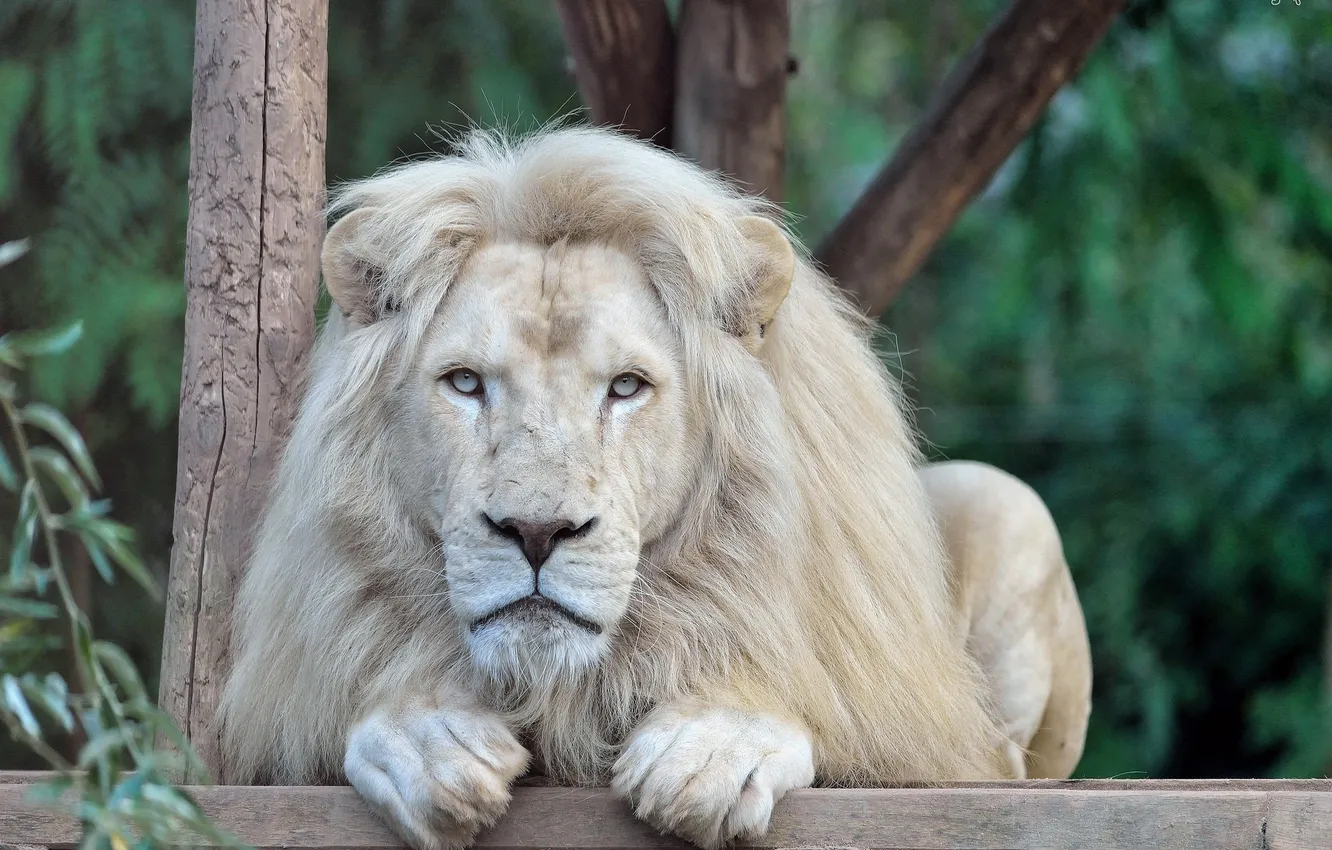 Photo wallpaper face, stay, predator, paws, mane, wild cat, zoo, white lion