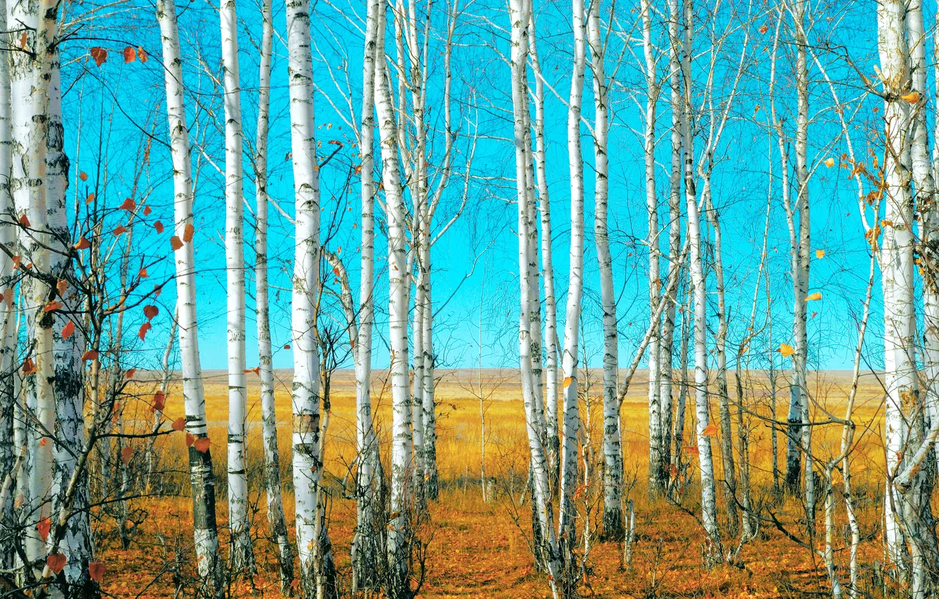 Photo wallpaper forest, landscape, forest, landscape, woods, beautiful nature, beautiful nature, birch grove