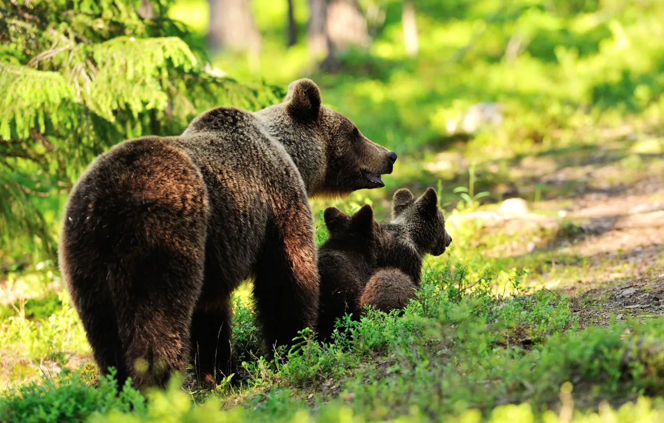Photo wallpaper forest, trees, bear, bear