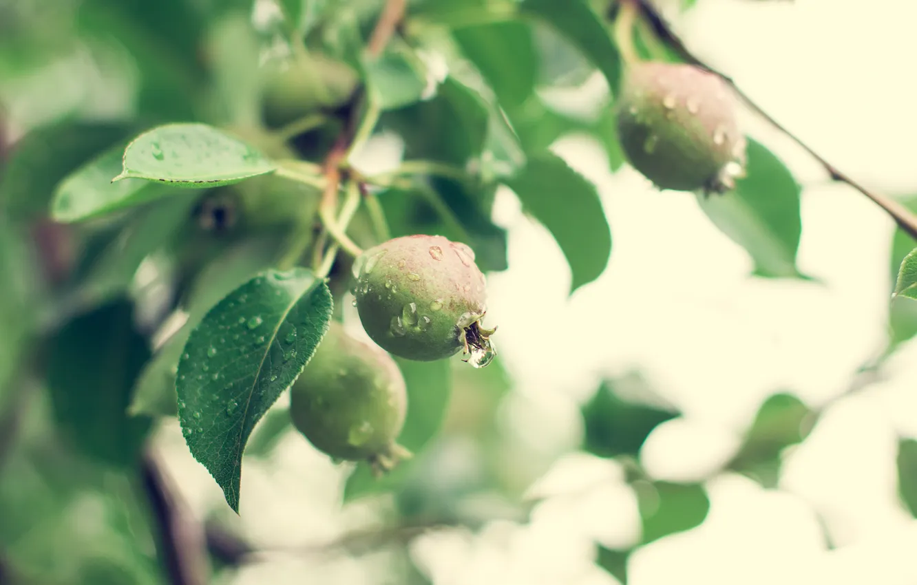 Photo wallpaper summer, rain, pavelbadrtdinov