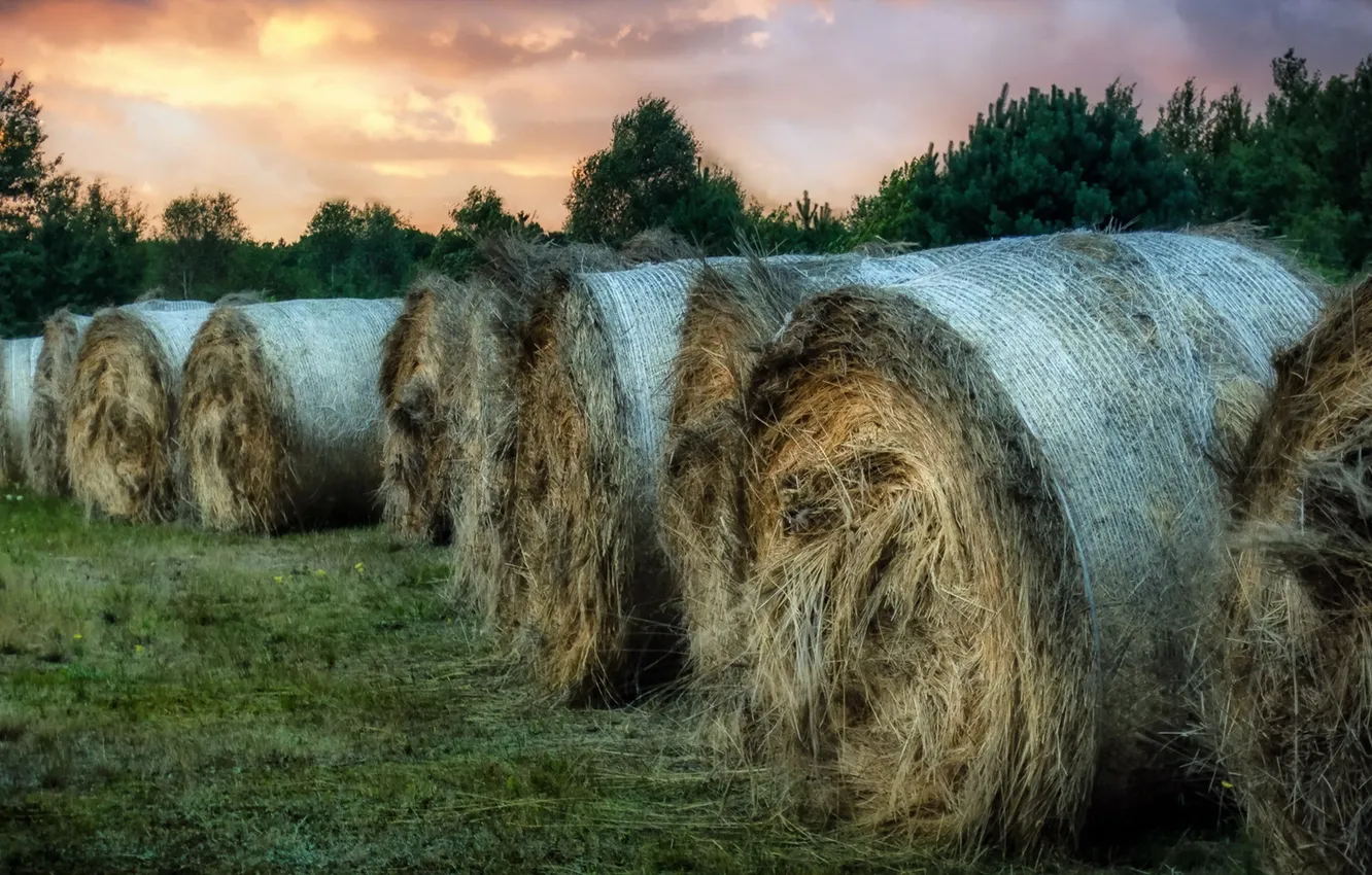 Photo wallpaper field, sunset, hay