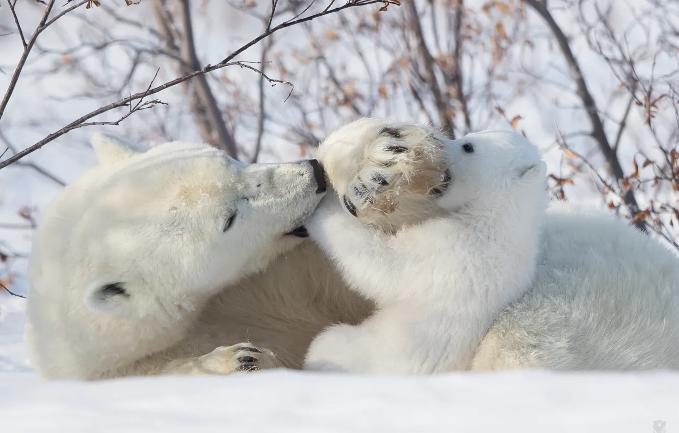 Photo wallpaper snow, the game, bear, bear, fun, Polar bears, Polar bears