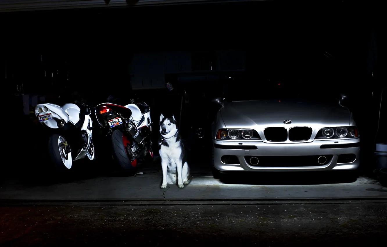Photo wallpaper BMW, Dog, E39, M5, Motorcycles