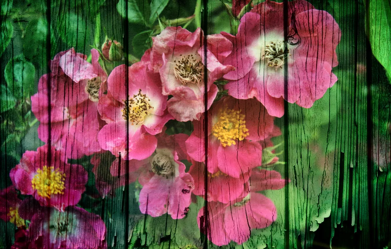 Photo wallpaper flowers, style, background, Board