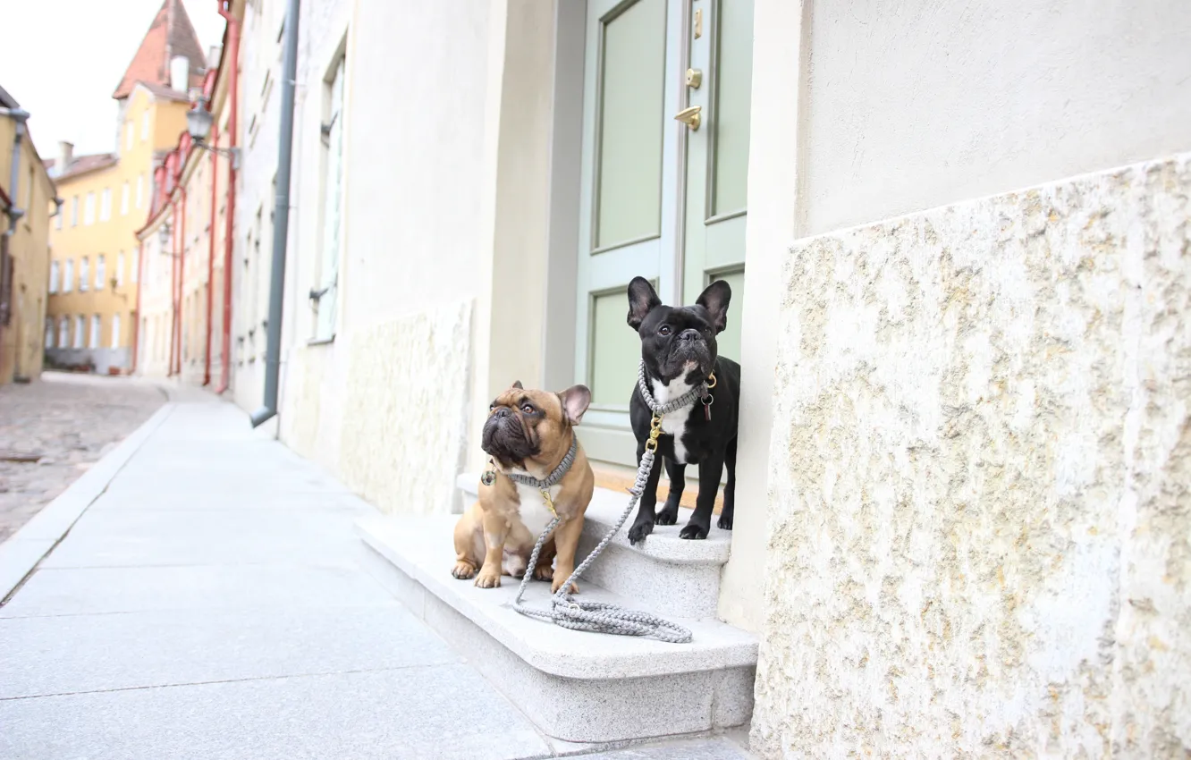 Photo wallpaper dogs, street, walk, a couple, French bulldogs, leashes