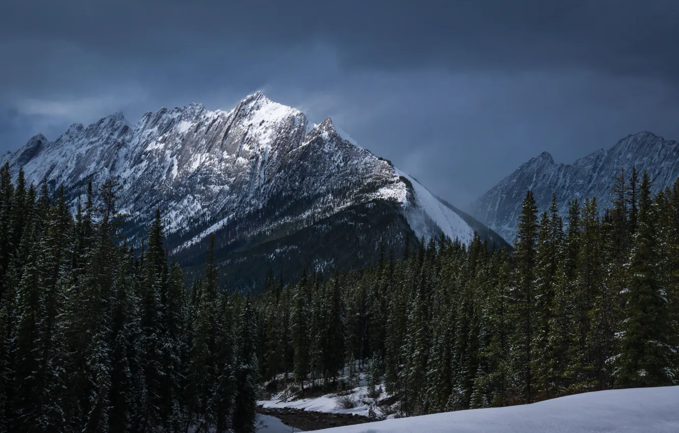 Photo wallpaper winter, forest, the sky, snow, trees, mountains, clouds, nature