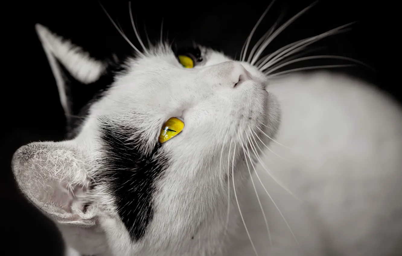 Photo wallpaper cat, white, eyes, look, yellow, black spots