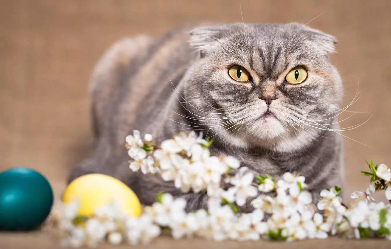 Photo wallpaper cat, cat, look, flowers, sprig, background, holiday, eggs