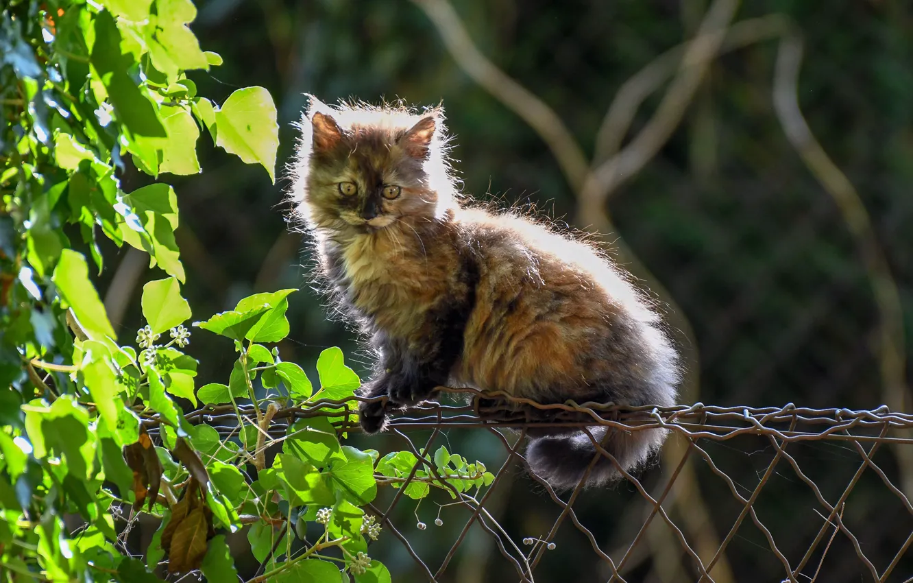 Photo wallpaper cat, leaves, the fence, fluffy, kitty, cat