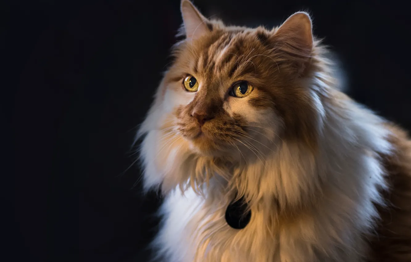 Photo wallpaper cat, cat, look, background, portrait, fluffy