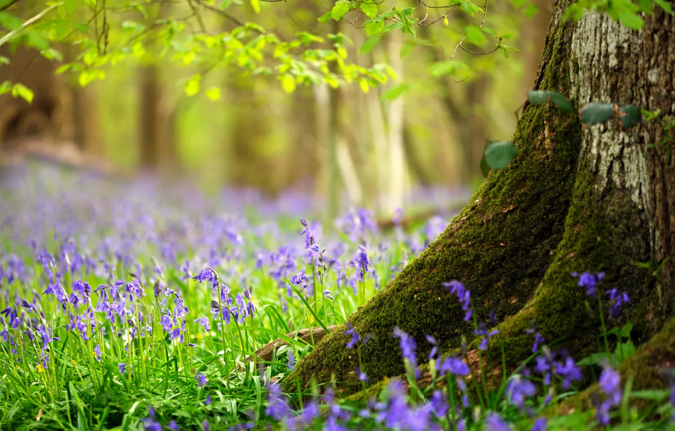 Photo wallpaper forest, grass, leaves, flowers, tree, spring, trunk
