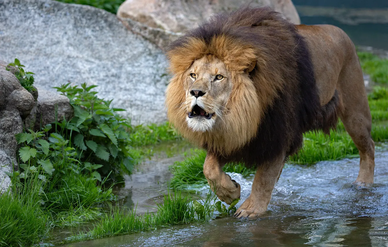 Photo wallpaper face, water, nature, pose, stream, shore, Leo, mouth