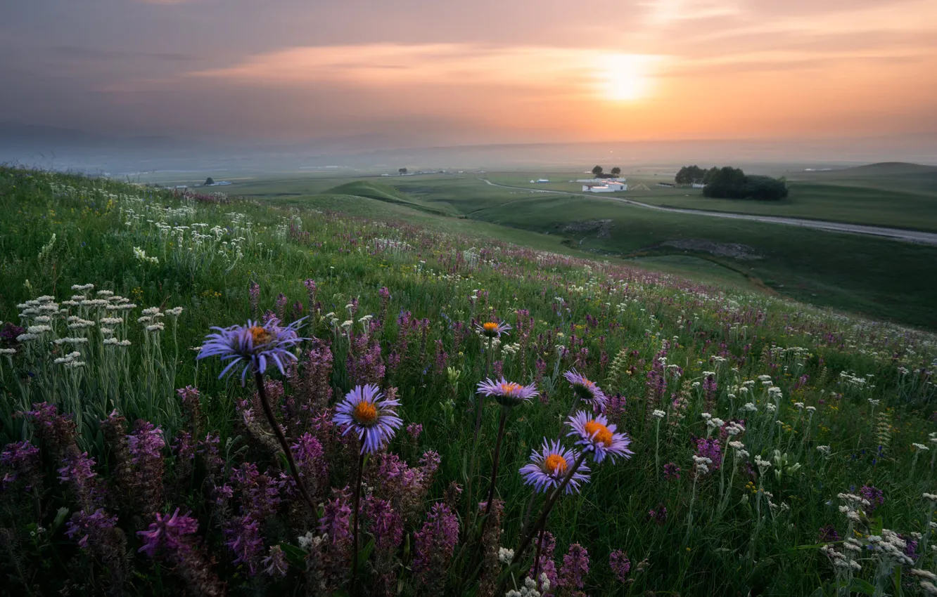 Photo wallpaper field, the sky, the sun, clouds, flowers, fog, dawn, hills