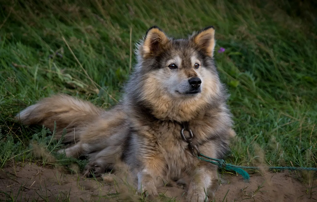 Photo wallpaper dog, Nadezhda Demkina, Nenets husky