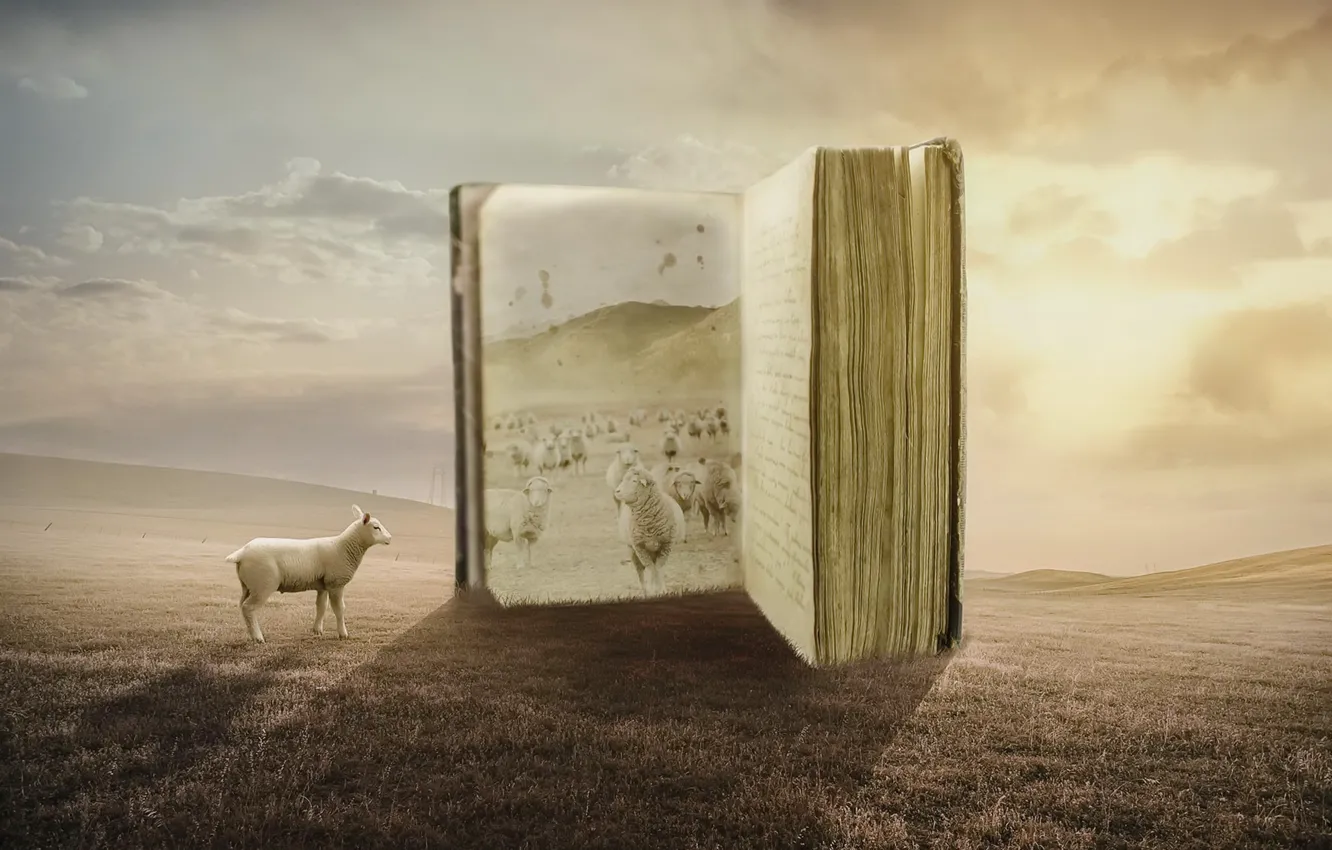 Photo wallpaper field, sheep, book