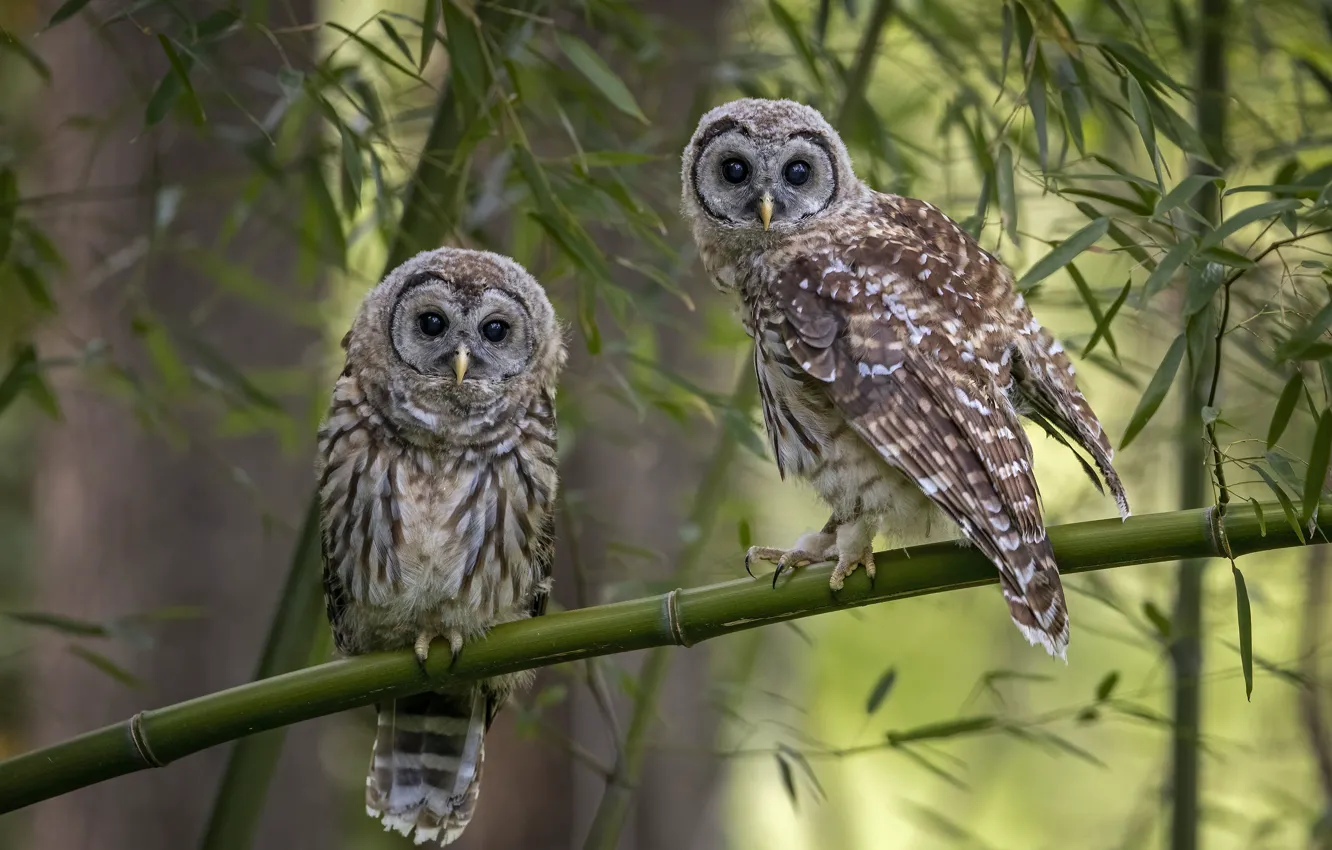 Photo wallpaper look, leaves, birds, branches, owl, pair, owls, owl
