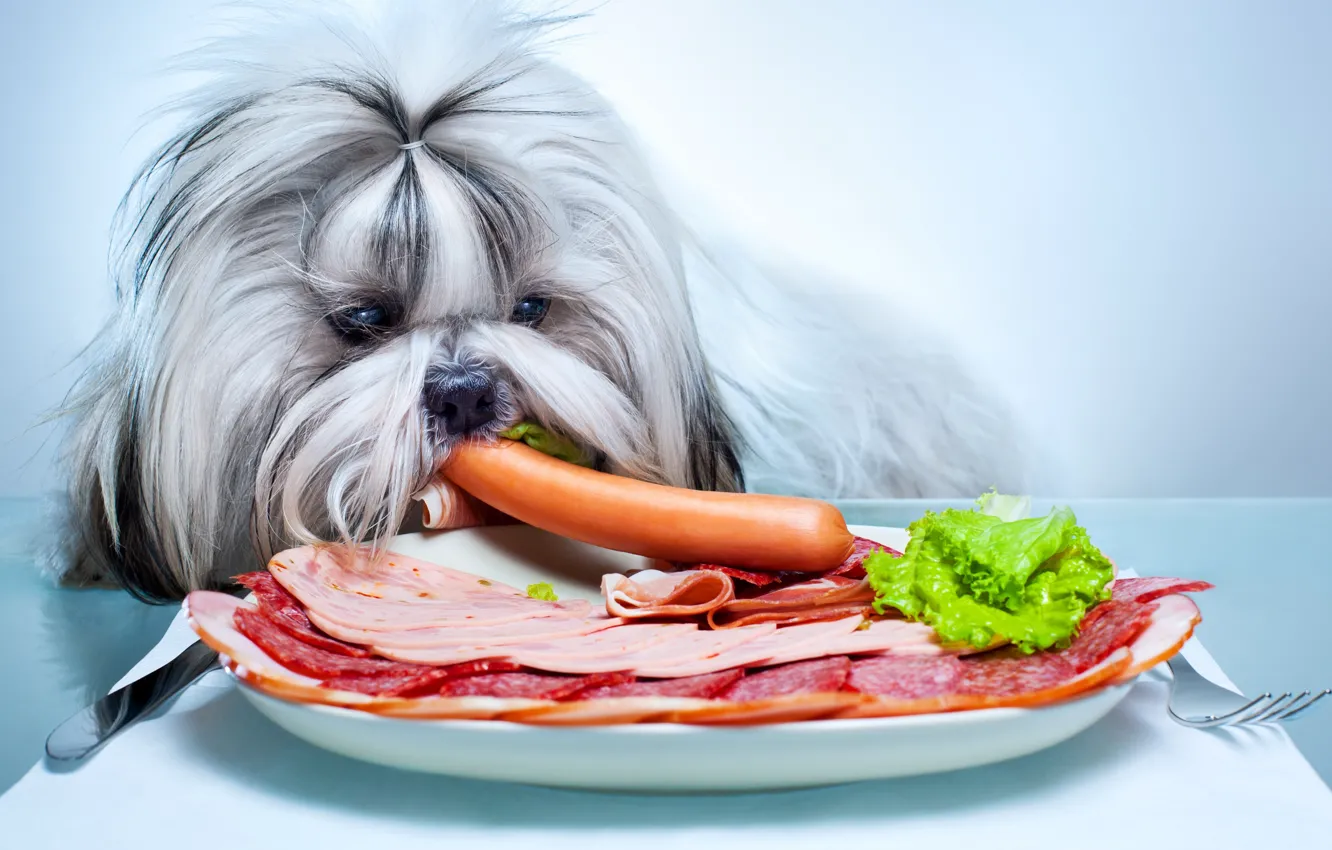 Photo wallpaper animals, dog, plate, sausage, sausage, The Havanese, Shih tzu