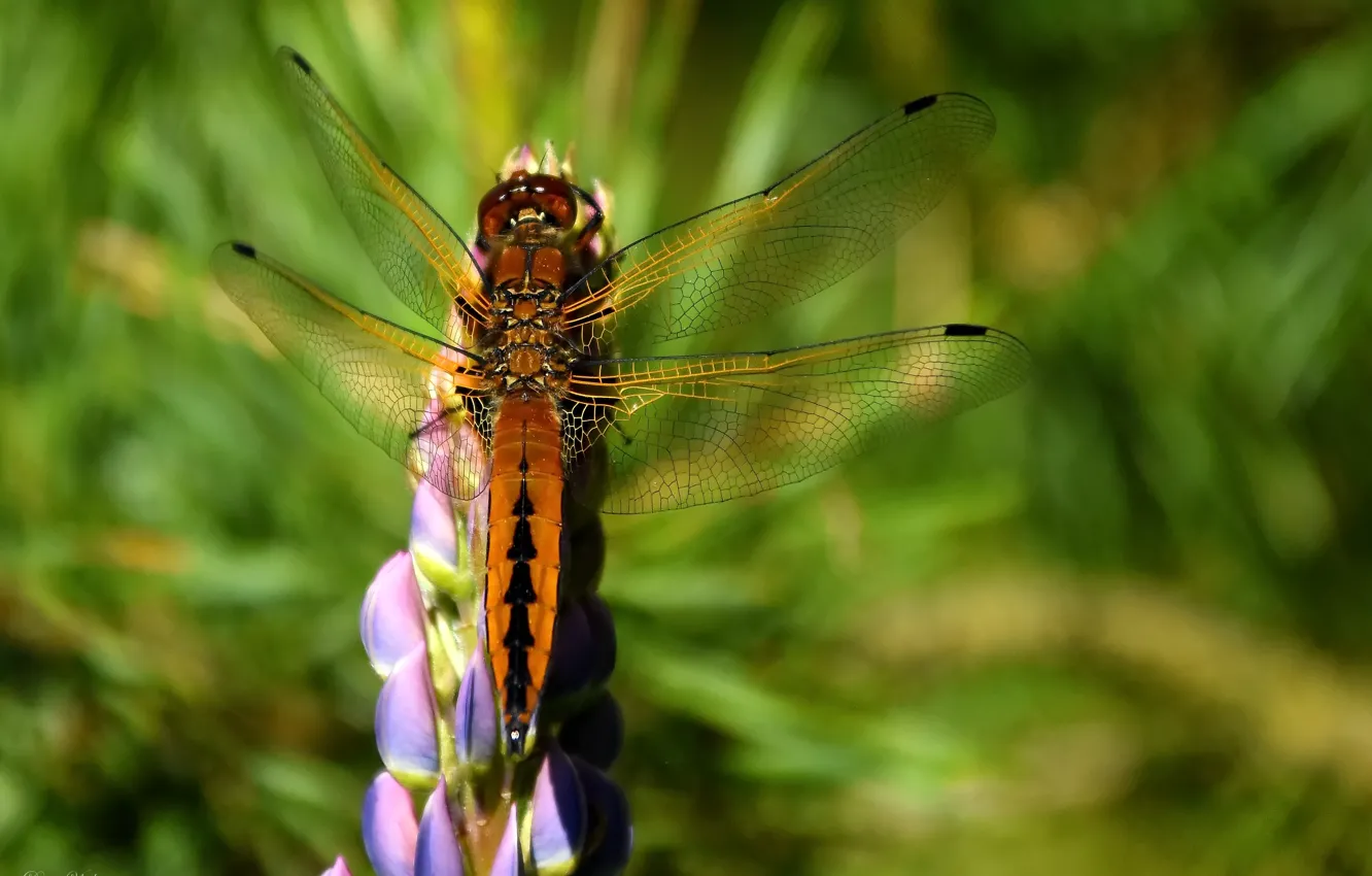 Photo wallpaper summer, macro, nature, dragonfly