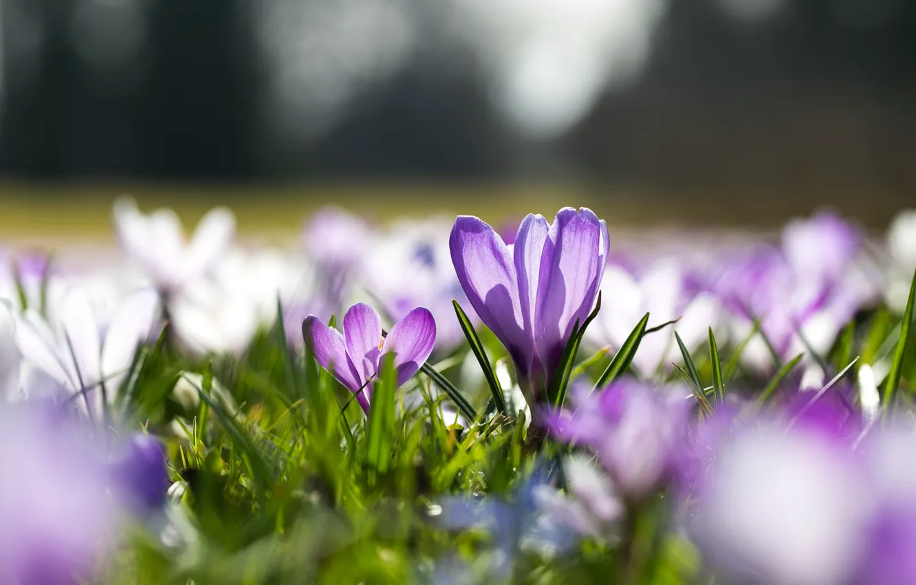Photo wallpaper grass, light, flowers, glade, spring, crocuses, white, lilac