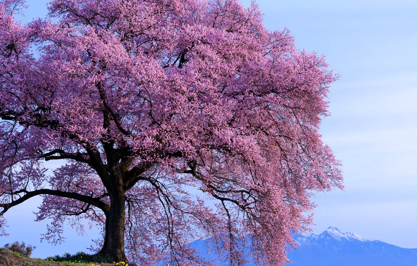 Photo wallpaper the sky, mountains, tree, spring, Sunny, flowering