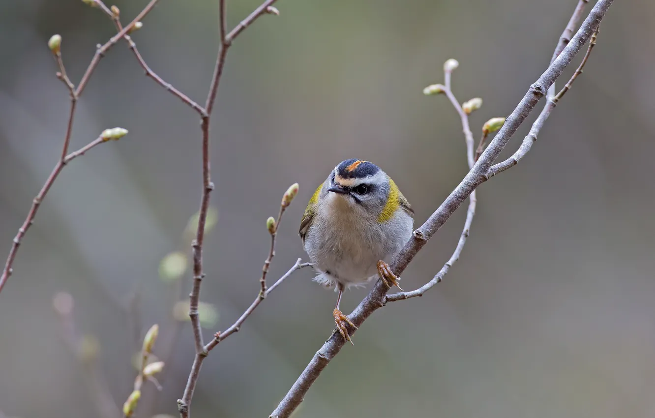 Photo wallpaper branches, bird, bird
