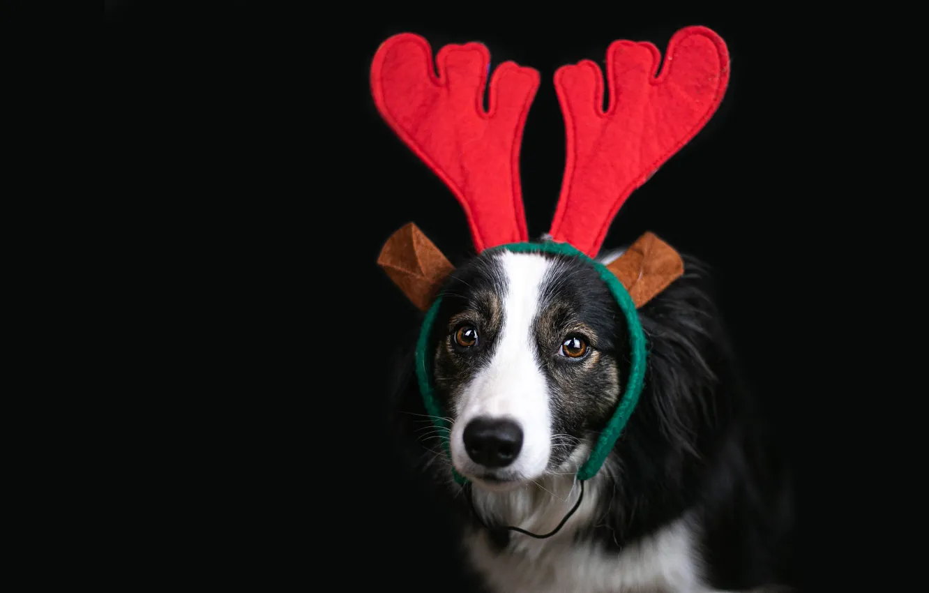 Photo wallpaper look, red, pose, new year, portrait, dog, deer, Christmas