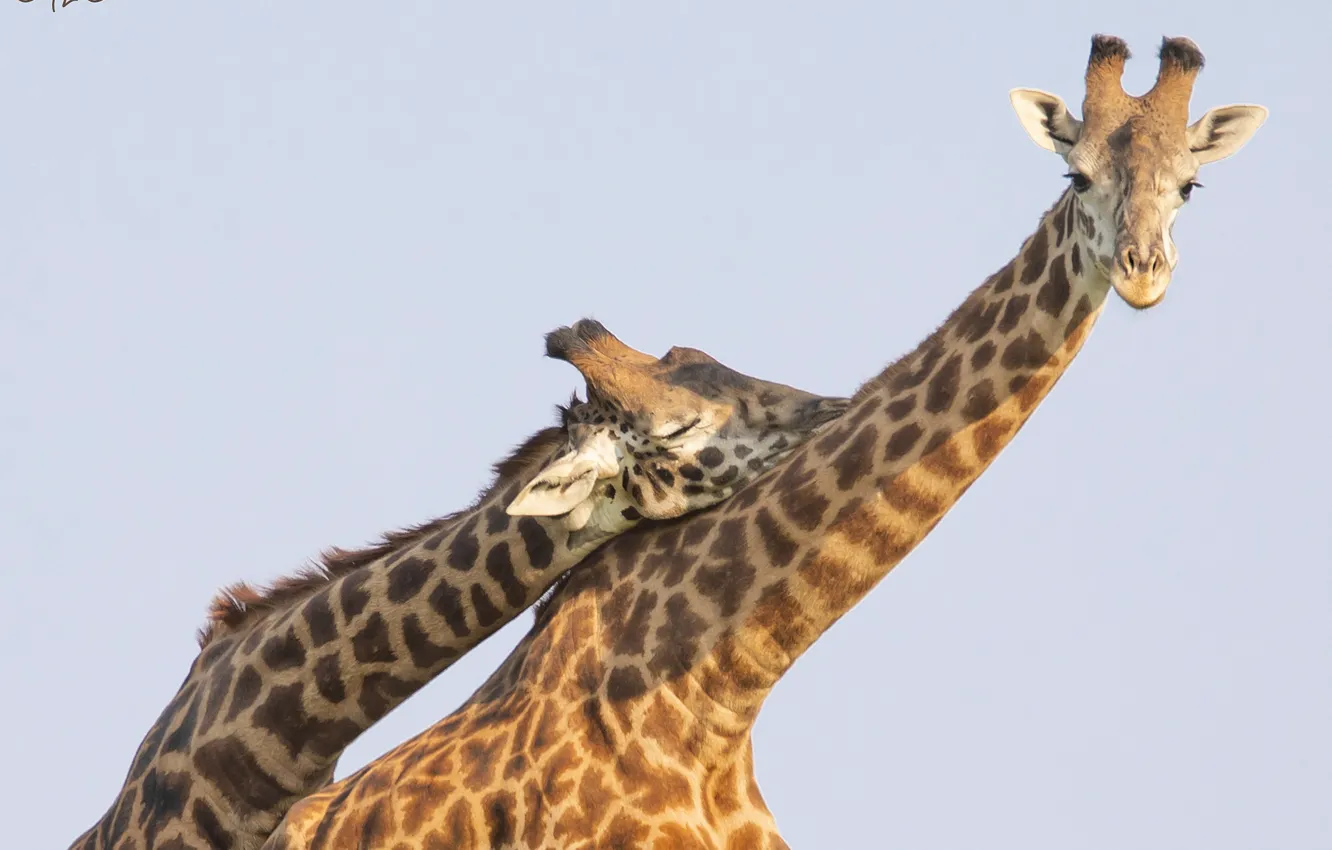 Photo wallpaper tenderness, pair, giraffes, neck