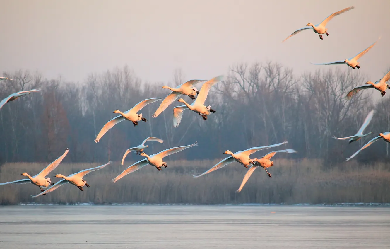 Photo wallpaper animals, the sky, clouds, landscape, nature, horizon, flight, a flock of birds