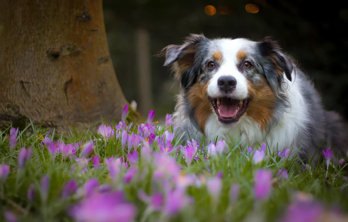 Photo wallpaper joy, flowers, mood, dog, spring, crocuses, Australian shepherd, Aussie