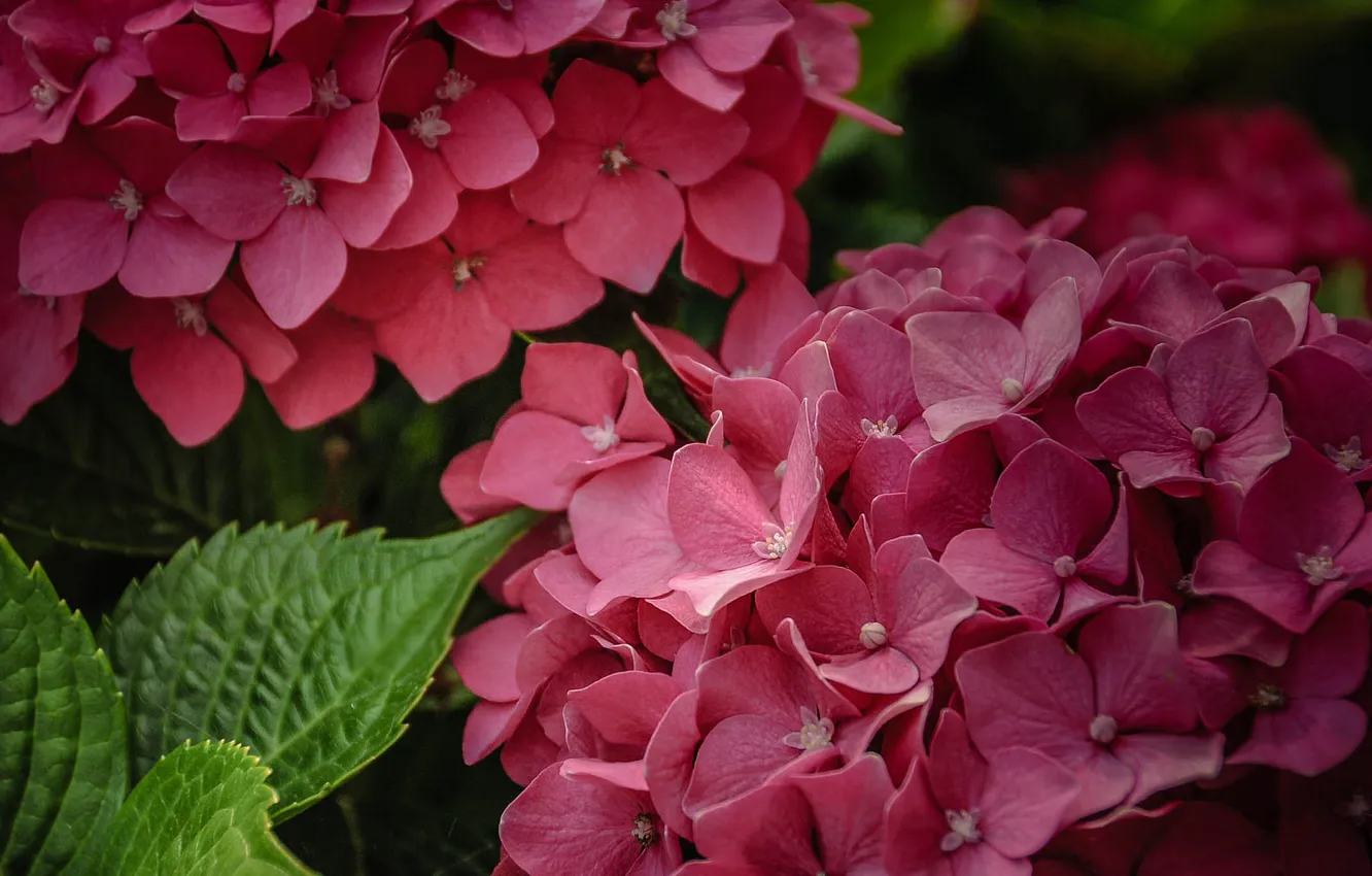 Photo wallpaper macro, hydrangea, inflorescence