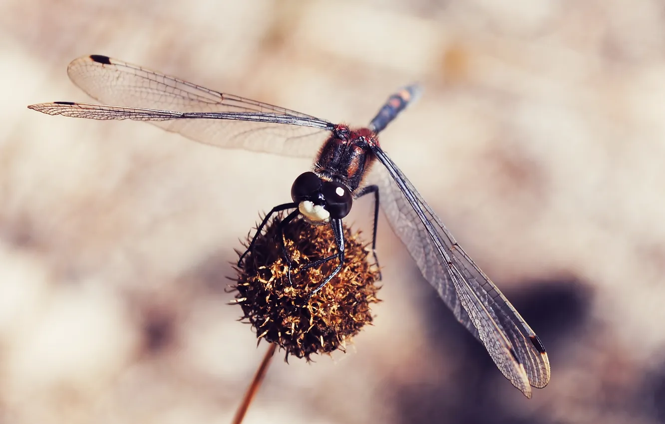 Photo wallpaper macro, insects, nature, dragonfly