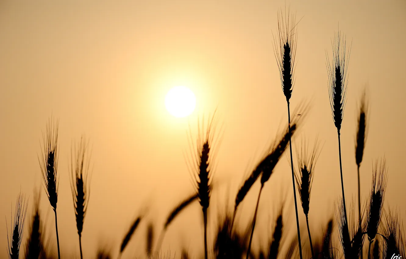 Photo wallpaper wheat, the sun, nature, rye, ears, silhouettes, cereals