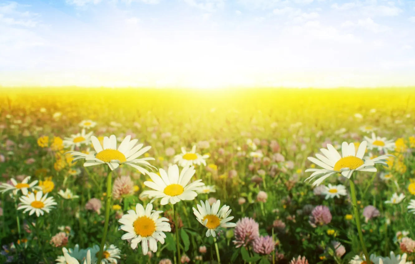 Photo wallpaper flowers, nature, chamomile, meadow, clover, nature, flowers, meadow
