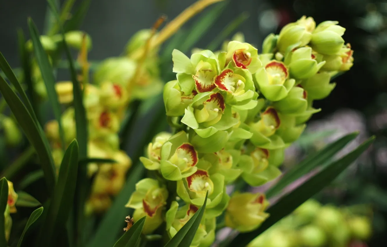 Photo wallpaper flowers, exotic, Orchid