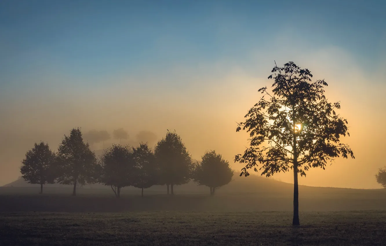 Photo wallpaper field, trees, fog