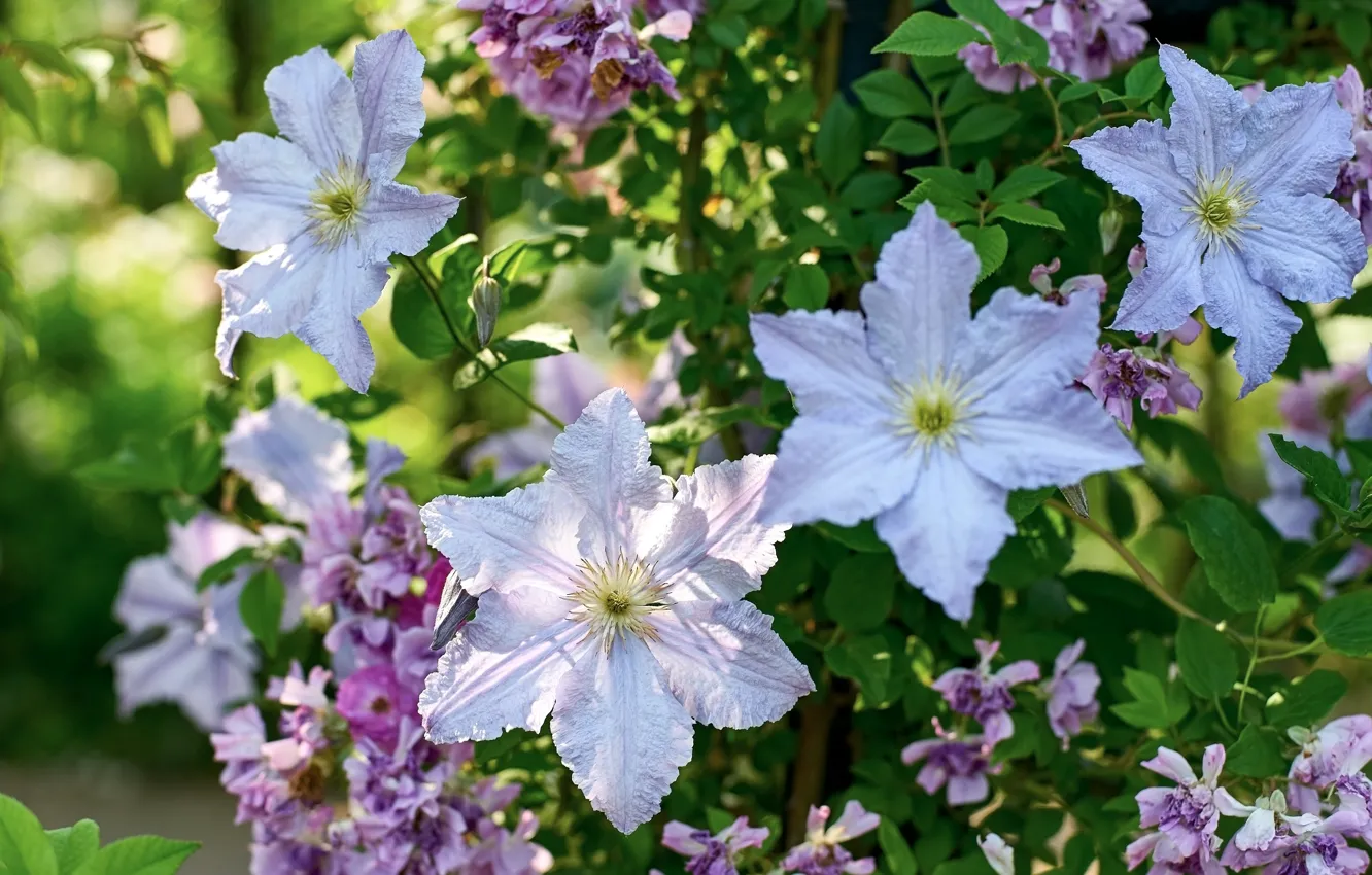 Photo wallpaper macro, clematis, clematis