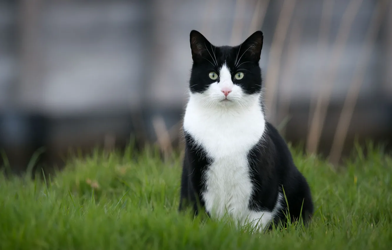 Photo wallpaper cat, grass, cat, black and white