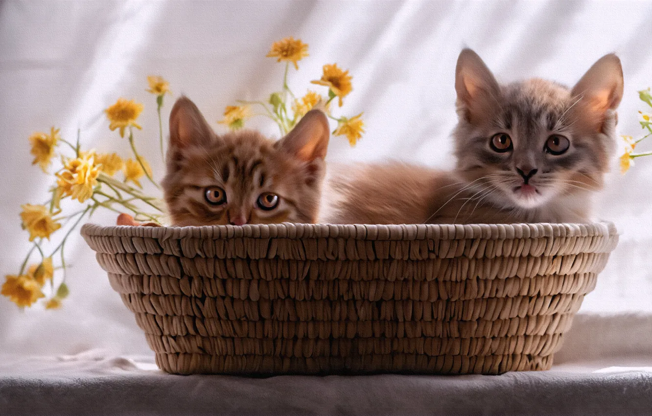 Photo wallpaper flowers, photoshop, muzzle, kitty, a couple, basket