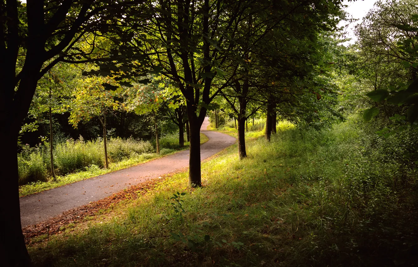 Photo wallpaper road, forest, summer, grass, trees, Park, stay, mountain