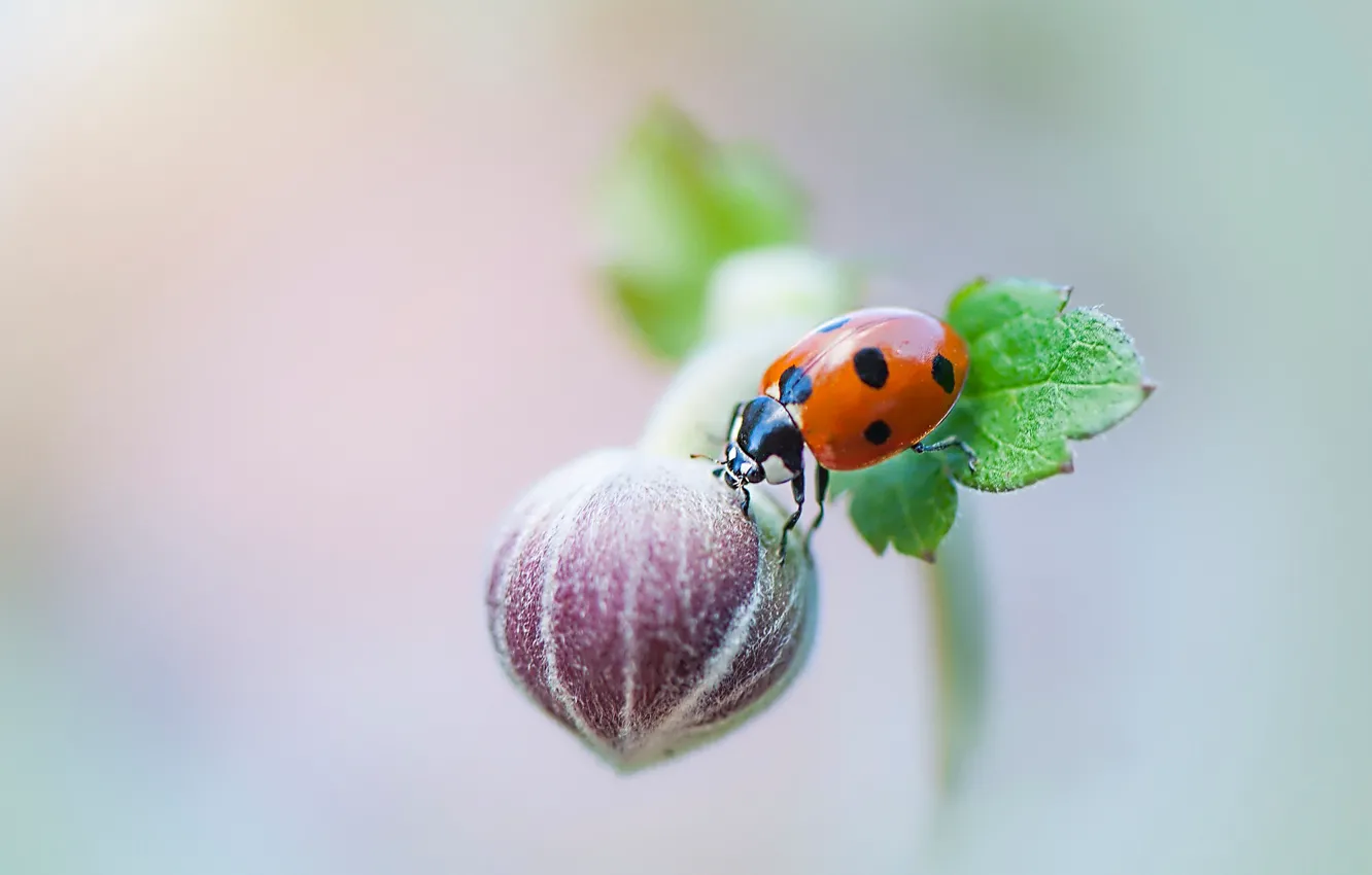 Photo wallpaper macro, flowers, red, background, ladybug, beetle, blur, insect