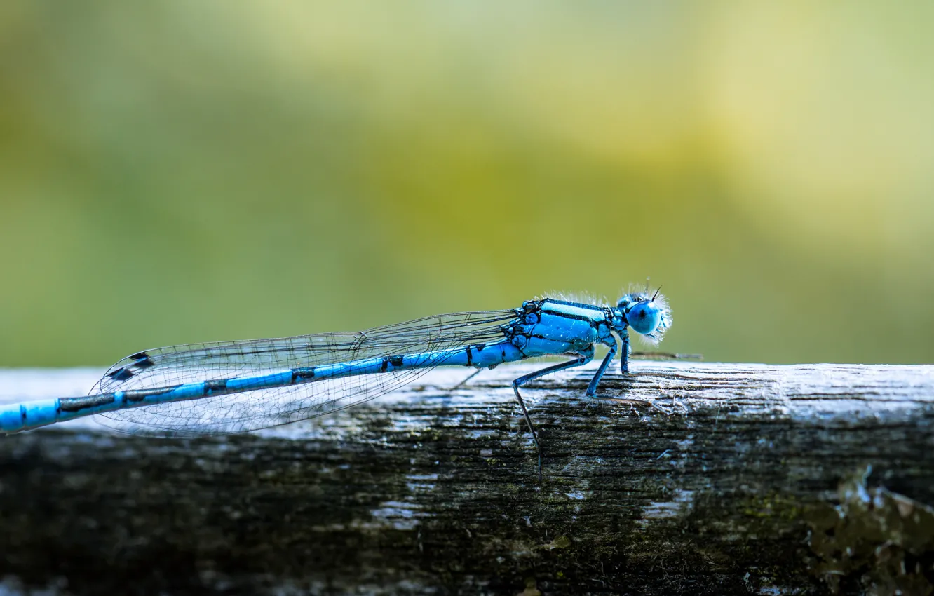 Photo wallpaper macro, dragonfly, insect