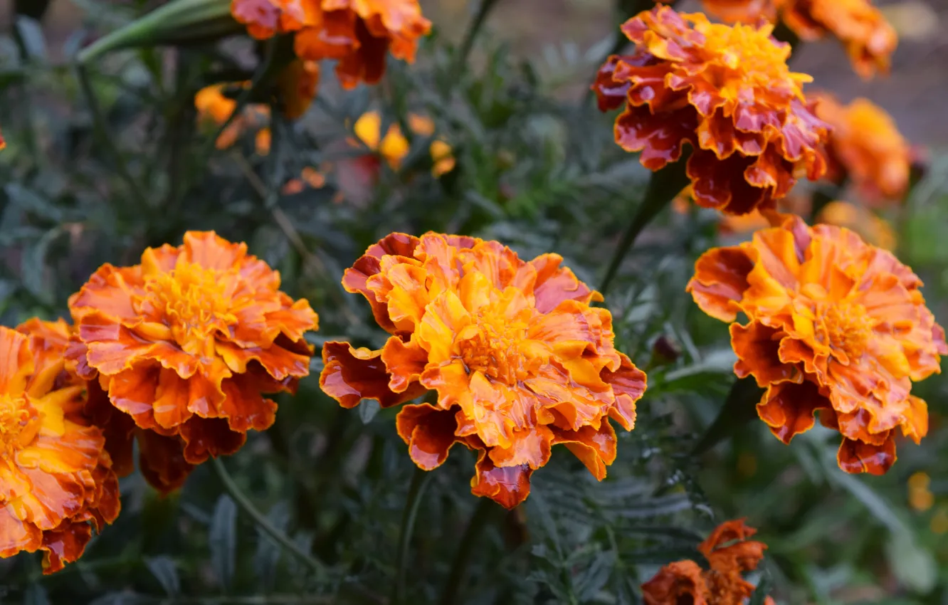 Photo wallpaper autumn, flowers, marigolds, orange petals