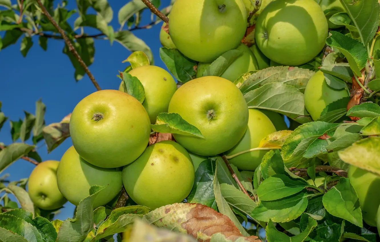 Photo wallpaper trees, nature, apples, fruit, fruit, green apples