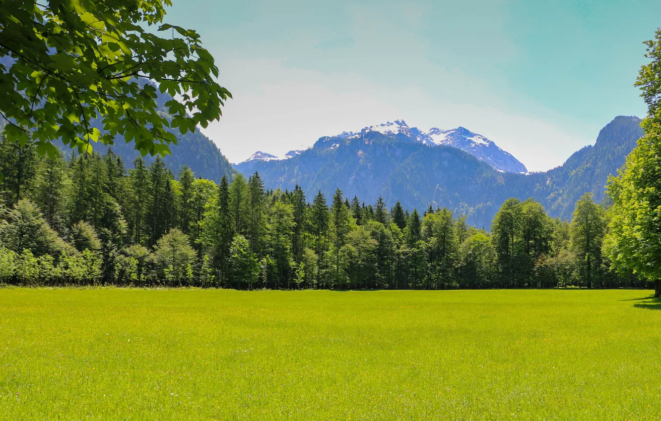 Photo wallpaper trees, landscape, mountains, nature, weed, clearing