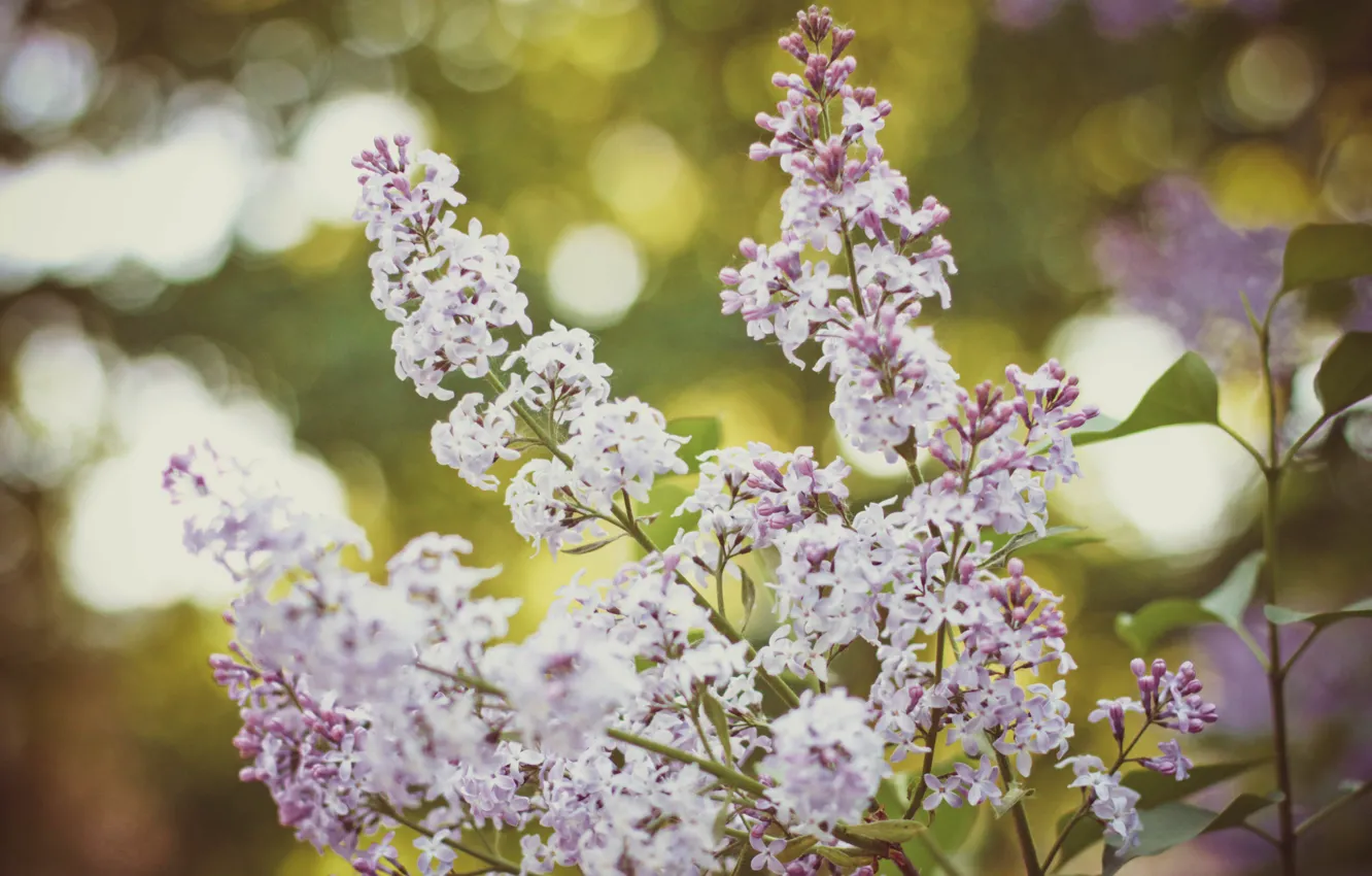 Photo wallpaper flowers, branches, nature, lilac